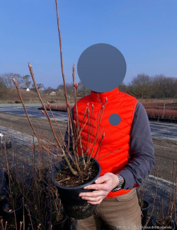 AZALEA mollis En pot de 4-5 litres