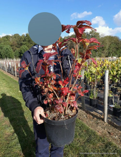 AZALEA mollis En pot de 7-10 litres