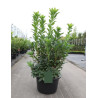AZALEA mollis En pot de 15-20 litres
