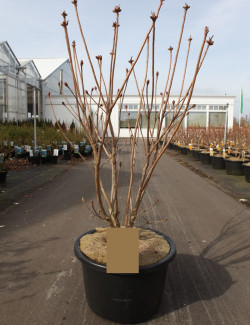 AZALEA mollis En pot de 15-20 litres