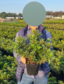 AZALEA japonica En pot de 2-3 litres