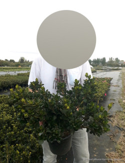 AZALEA japonica En pot de 4-5 litres