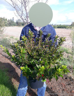AZALEA japonica En pot de 10-12 litres