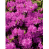 AZALEA japonica PURPLE SPLENDOR
