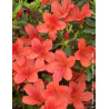 AZALEA japonica ORANGE WAY