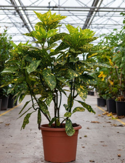 AUCUBA japonica CROTONIFOLIA  En pot de 15-20 litres