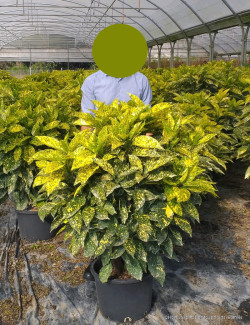 AUCUBA japonica CROTONIFOLIA  En pot de 35-50 litres