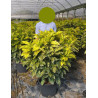 AUCUBA japonica CROTONIFOLIA  En pot de 35-50 litres
