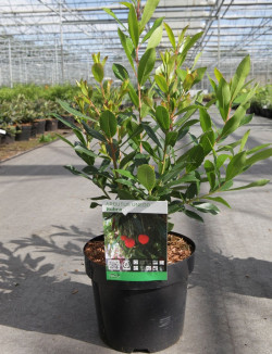 ARBUTUS unedo RUBRA En pot de 4-5 litres