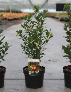 ARBUTUS unedo ROSELILY En pot de 4-5 litres