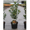 ARBUTUS unedo ROSELILY En pot de 4-5 litres