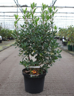ARBUTUS unedo ROSELILY En pot de 10-12 litres