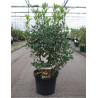 ARBUTUS unedo ROSELILY En pot de 10-12 litres