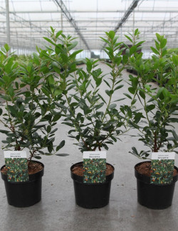 ARBUTUS unedo ATLANTIC En pot de 4-5 litres