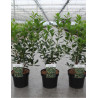 ARBUTUS unedo ATLANTIC En pot de 4-5 litres