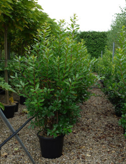 ARBUTUS unedo En pot de 35-50 litres
