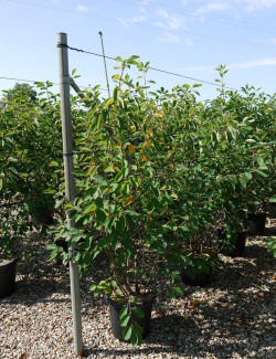 AMELANCHIER LAMARCKII En pot de 25-30 litres
