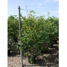 AMELANCHIER LAMARCKII En pot de 25-30 litres