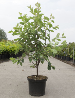 AMELANCHIER LAMARCKII En pot de 10-12 litres