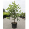 AMELANCHIER LAMARCKII En pot de 10-12 litres