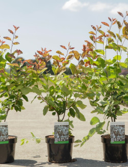 AMELANCHIER LAMARCKII En pot de 3-4 litres