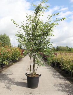 AMELANCHIER LAMARCKII En pot de 35-50 litres