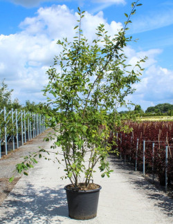 AMELANCHIER LAMARCKII En pot de 70-90 litres