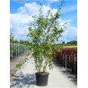 AMELANCHIER LAMARCKII En pot de 70-90 litres