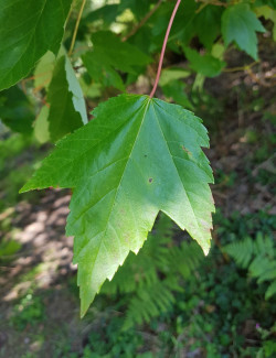 ACER rubrum REDPOINTE