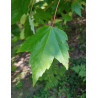 ACER rubrum REDPOINTE