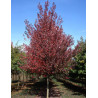 ACER rubrum REDPOINTE