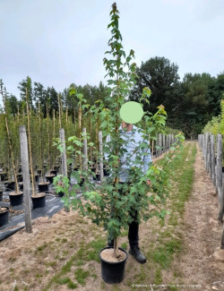 ACER rubrum REDPOINTE En pot de 15-20 litres forme baliveau