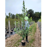 ACER rubrum REDPOINTE En pot de 15-20 litres forme baliveau