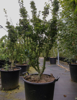 ACER palmatum SHISHIGASHIRA En pot de 25-30 litres