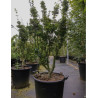 ACER palmatum SHISHIGASHIRA En pot de 25-30 litres