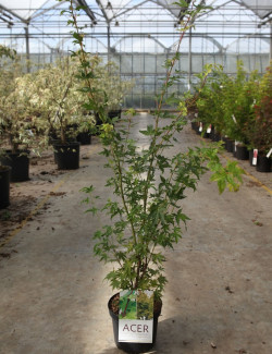 ACER palmatum SENKAKI ou SANGOKAKU En pot de 4-5 litres