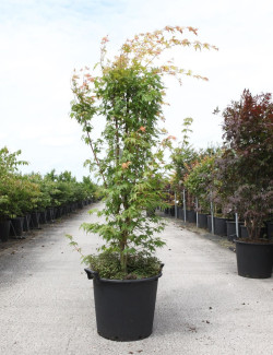 ACER palmatum SENKAKI ou SANGOKAKU En pot de 35-50 litres