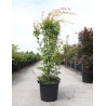 ACER palmatum SENKAKI ou SANGOKAKU En pot de 35-50 litres