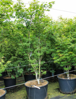 ACER palmatum OSAKAZUKI En pot de 130-150 litres