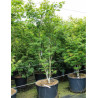 ACER palmatum OSAKAZUKI En pot de 130-150 litres