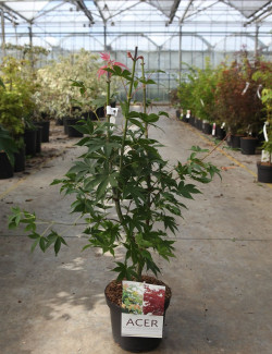 ACER palmatum OSAKAZUKI En pot de 4-5 litres