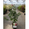 ACER palmatum OSAKAZUKI En pot de 4-5 litres
