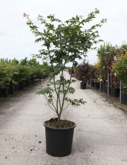 ACER palmatum OSAKAZUKI En pot de 25-30 litres