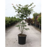 ACER palmatum OSAKAZUKI En pot de 25-30 litres