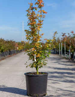 ACER palmatum ORANGE DREAM En pot de 15-20 litres