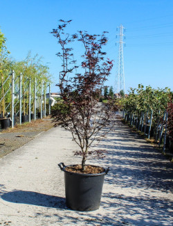 ACER palmatum FIREGLOW En pot de 35-50 litres