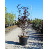 ACER palmatum FIREGLOW En pot de 35-50 litres