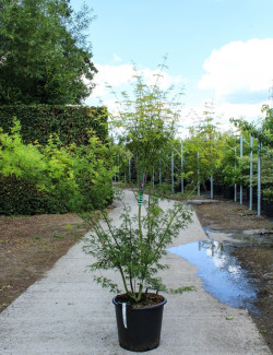 ACER palmatum DISSECTUM SEIRYU En pot de 35-50 litres