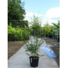ACER palmatum DISSECTUM SEIRYU En pot de 35-50 litres