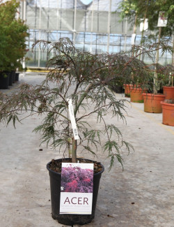ACER palmatum DISSECTUM INABE SHIDARE En pot de 10-12 litres